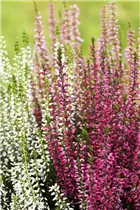 Calluna vulgaris Trio-Girls® - Winterharte Knospenheide Trio-Girls®
