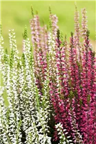 Calluna vulgaris Trio-Girls® - Winterharte Knospenheide Trio-Girls®