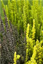 Calluna vulgaris Trio-Girls® - Winterharte Knospenheide Trio-Girls®