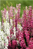 Calluna vulgaris Trio-Girls® - Winterharte Knospenheide Trio-Girls®