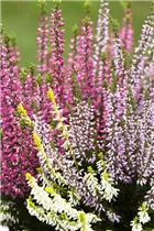 Calluna vulgaris Trio-Girls® - Winterharte Knospenheide Trio-Girls®