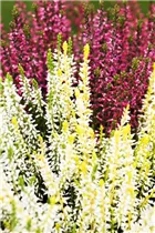 Calluna vulgaris Trio-Girls® - Winterharte Knospenheide Trio-Girls®