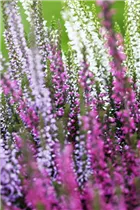 Calluna vulgaris Trio-Girls® - Winterharte Knospenheide Trio-Girls®