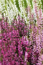 Calluna vulgaris Trio-Girls® - Winterharte Knospenheide Trio-Girls®