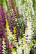 Calluna vulgaris Trio-Girls® - Winterharte Knospenheide Trio-Girls®