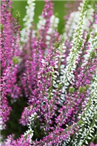 Calluna vulgaris Twingirls® - Winterharte Knospenheide Twingirls®