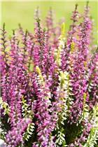 Calluna vulgaris Twingirls® - Winterharte Knospenheide Twingirls®