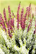 Calluna vulgaris Twingirls® - Winterharte Knospenheide Twingirls®
