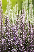 Calluna vulgaris Twingirls® - Winterharte Knospenheide Twingirls®