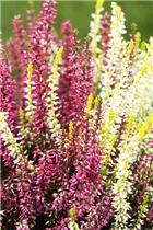 Calluna vulgaris Twingirls® - Winterharte Knospenheide Twingirls®