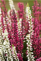 Calluna vulgaris Twingirls® - Winterharte Knospenheide Twingirls®