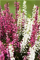Calluna vulgaris Twingirls® - Winterharte Knospenheide Twingirls®