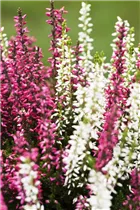 Calluna vulgaris Twingirls® - Winterharte Knospenheide Twingirls®