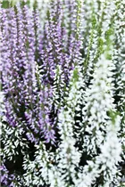 Calluna vulgaris Twingirls® - Winterharte Knospenheide Twingirls®
