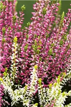 Calluna vulgaris Twingirls® - Winterharte Knospenheide Twingirls®