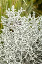 Calocephalus brownii - Silberkörbchen Calocephalus brownii - Silberkörbchen