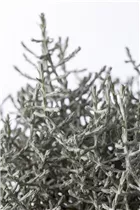 Calocephalus brownii - Silberkörbchen Calocephalus brownii - Silberkörbchen