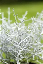 Calocephalus brownii - Silberkörbchen Calocephalus brownii - Silberkörbchen