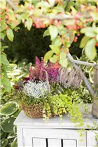 Lysimachia nummularia - Pfennigkraut Lysimachia nummularia - Pfennigkraut