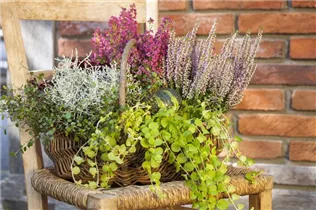 Erica gracilis - Glockenheide Erica gracilis - Glockenheide
