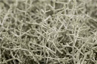 Calocephalus brownii - Silberkörbchen Calocephalus brownii - Silberkörbchen