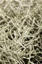 Calocephalus brownii - Silberkörbchen Calocephalus brownii - Silberkörbchen