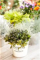 Calopoly® - Herbstpflanzen-Duo