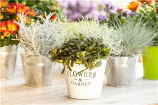 Calopoly® - Herbstpflanzen-Duo