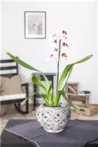 Cambria - Cambria-Orchidee Cambria - Cambria-Orchidee