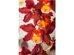 Cambria 'Red Ruby' - Cambria-Orchidee 'Red Ruby' Cambria 'Red Ruby' - Cambria-Orchidee 'Red Ruby'