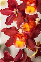 Cambria 'Red Ruby' - Cambria-Orchidee 'Red Ruby' Cambria 'Red Ruby' - Cambria-Orchidee 'Red Ruby'