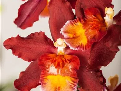 Cambria 'Red Ruby' - Cambria-Orchidee 'Red Ruby' Cambria 'Red Ruby' - Cambria-Orchidee 'Red Ruby'