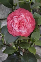 Camellia japonica - Japanische Kamelie Camellia japonica - Japanische Kamelie