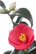 Camellia japonica - Japanische Kamelie Camellia japonica - Japanische Kamelie