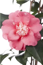 Camellia japonica - Japanische Kamelie Camellia japonica - Japanische Kamelie