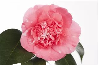 Camellia japonica 'Ballet Queen' - Kamelie 'Ballet Queen' Camellia japonica 'Ballet Queen' - Kamelie 'Ballet Queen'