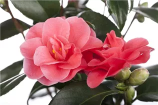 Camellia japonica - Japanische Kamelie Camellia japonica - Japanische Kamelie
