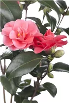 Camellia japonica - Japanische Kamelie Camellia japonica - Japanische Kamelie