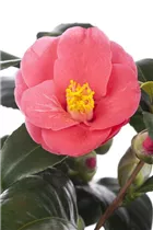 Camellia japonica - Japanische Kamelie Camellia japonica - Japanische Kamelie