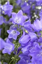 Campanula rotundifolia 'Thumbell® Blue' - Rundblättrige Garten-Glockenblume 'Thumbell® Blue'