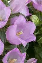 Campanula medium 'Appeal Pink' - Marien-Glockenblume 'Appeal Pink' Campanula medium 'Appeal Pink' - Marien-Glockenblume 'Appeal Pink'