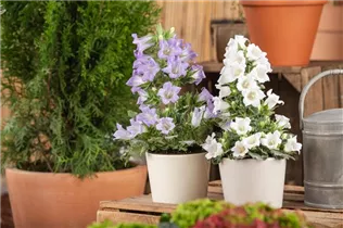 Campanula 'Mary Mee'® - Glockenblume 'Mary Mee'®