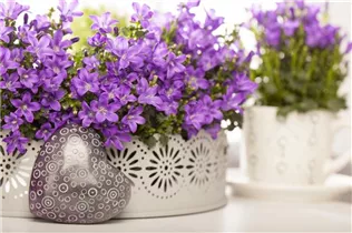 Campanula portenschlagiana - Dalmatiner Polster-Glockenblume Campanula portenschlagiana - Dalmatiner Polster-Glockenblume