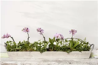 Campanula portenschlagiana - Dalmatiner Polster-Glockenblume Campanula portenschlagiana - Dalmatiner Polster-Glockenblume