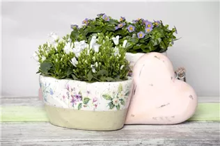 Exacum affine - Blaues Lieschen Exacum affine - Blaues Lieschen