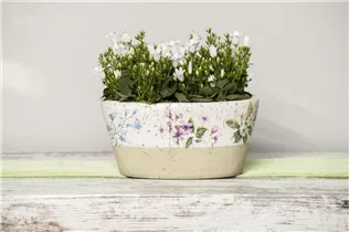 Campanula portenschlagiana - Dalmatiner Polster-Glockenblume Campanula portenschlagiana - Dalmatiner Polster-Glockenblume