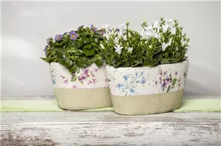 Exacum affine - Blaues Lieschen Exacum affine - Blaues Lieschen