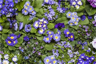 Campanula portenschlagiana - Dalmatiner Polster-Glockenblume Campanula portenschlagiana - Dalmatiner Polster-Glockenblume