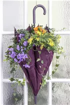 Cytisus racemosus - Ginster Cytisus racemosus - Ginster