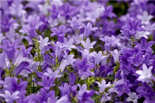 Campanula portenschlagiana 'Get Mee'® - Polster-Glockenblume 'Get Mee'®